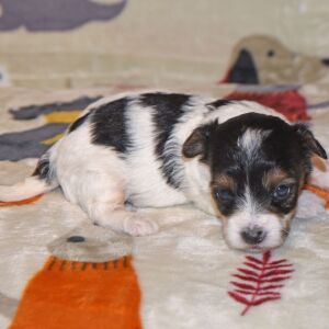Yorkiepoo Puppy Milo