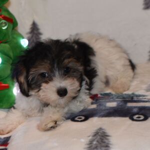Yorkiepoo Puppy Milo