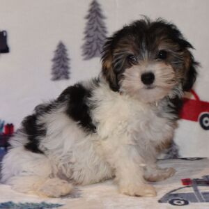 Yorkiepoo Puppy Milo