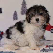 Yorkiepoo Puppy Milo