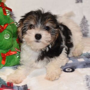 Yorkiepoo Puppy Milo
