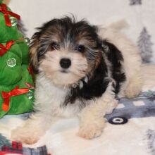 Yorkiepoo Puppy Milo