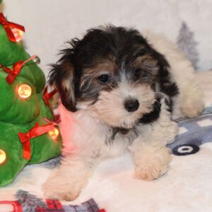 Yorkiepoo Puppy Milo