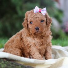 Poodle Puppy Kendreah