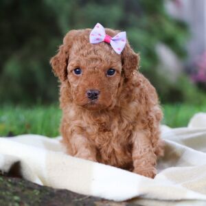 Poodle Puppy Kendreah