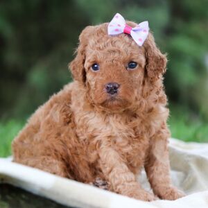 Poodle Puppy Kendreah