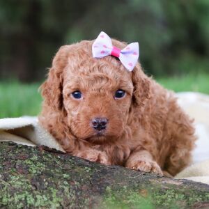 Poodle Puppy Kendreah