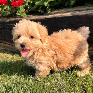 Maltipoo Puppy Cody