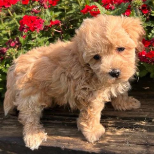 Maltipoo Puppy Cody