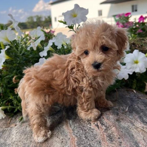 Maltipoo Puppy Cody