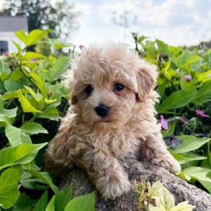 Maltipoo Puppy Cody