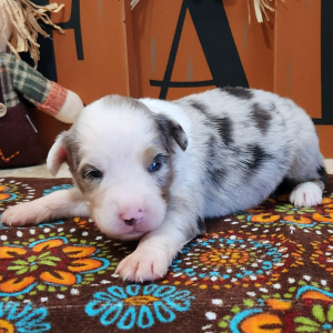 Australian Shepherd Puppy Storm