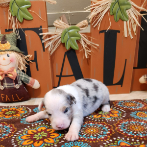 Australian Shepherd Puppy Storm