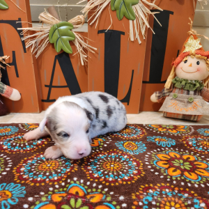 Australian Shepherd Puppy Storm