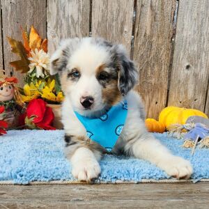 Australian Shepherd Puppy Storm