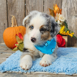 Australian Shepherd Puppy Storm