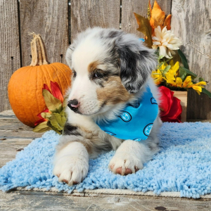 Australian Shepherd Puppy Storm