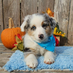 Australian Shepherd Puppy Storm