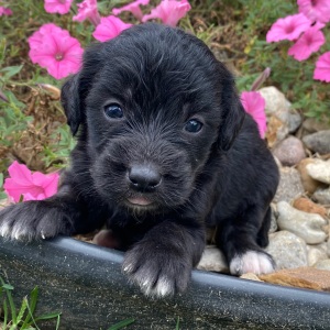 Goldendoodle Puppy Carson