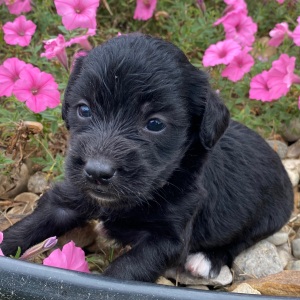 Goldendoodle Puppy Carson