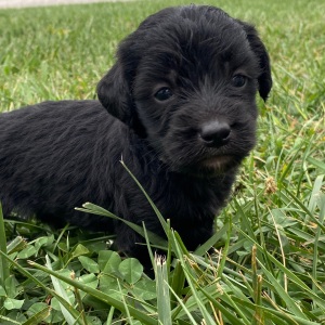 Goldendoodle Puppy Carson