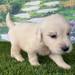Golden Retriever Puppy Lake
