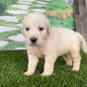 Golden Retriever Puppy Lake