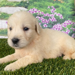 Golden Retriever Puppy Lake