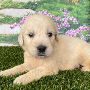 Golden Retriever Puppy Lake