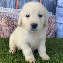 Golden Retriever Puppy Lake