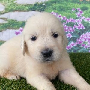 Golden Retriever Puppy Lana