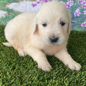 Golden Retriever Puppy Lana