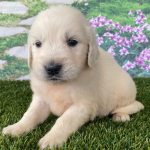 Golden Retriever Puppy Lana