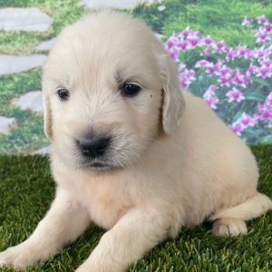 Golden Retriever Puppy Lana