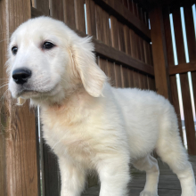 Golden Retriever Puppy Lana