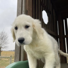 Golden Retriever Puppy Lana