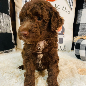Aussiedoodle Puppy Presley