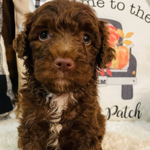 Aussiedoodle Puppy Presley