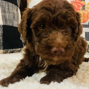 Aussiedoodle Puppy Presley