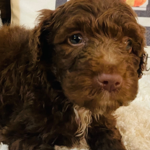 Aussiedoodle Puppy Presley