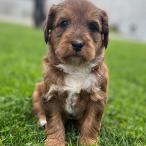 Labradoodle Puppy Simba