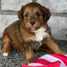 Labradoodle Puppy Simba