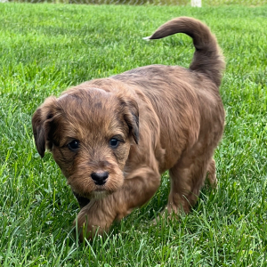 Labradoodle Puppy Simba