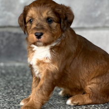 Labradoodle Puppy Simba