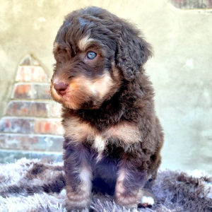Bernedoodle Puppy Joanna