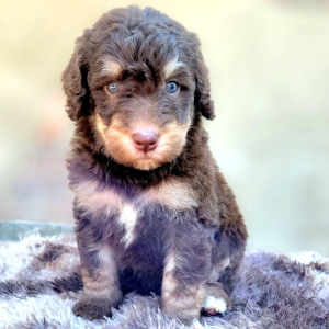 Bernedoodle Puppy Joanna