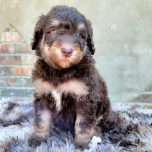 Bernedoodle Puppy Joanna
