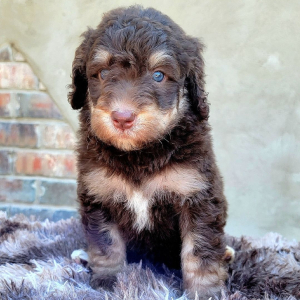 Bernedoodle Puppy Joanna