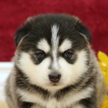 Pomsky Puppy Ryan