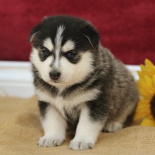 Pomsky Puppy Ryan